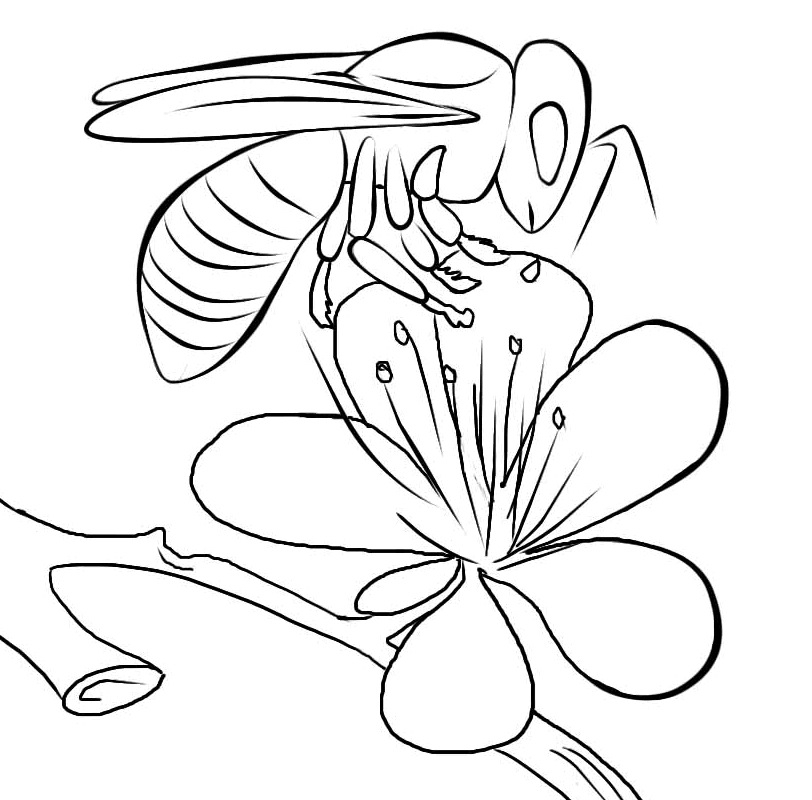 Coloriage d'une abeille en plein vol près d'une fleur