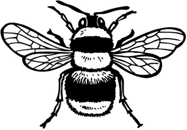 Abeille en pleine activité sur une fleur ensoleillée