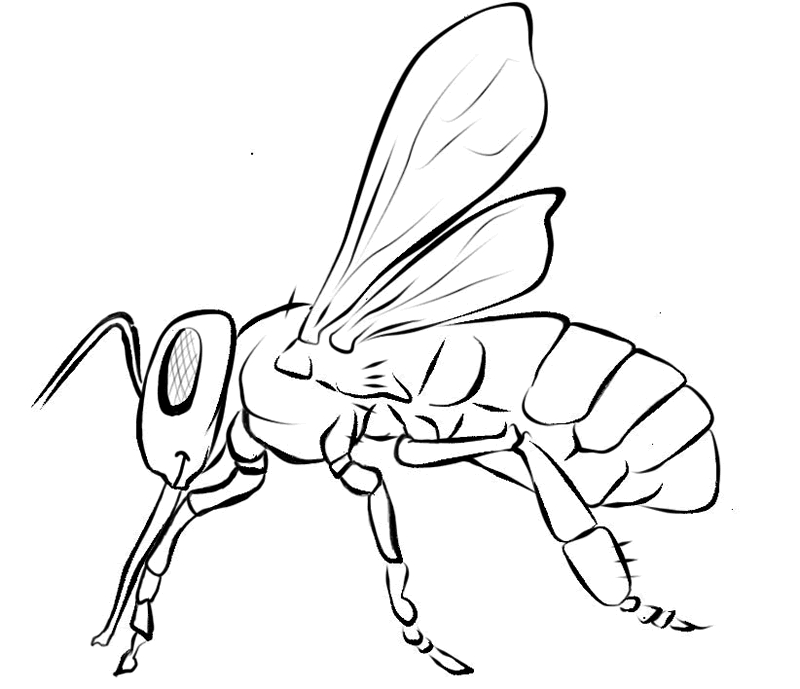 Un coloriage d'abeille évoluant dans un jardin fleuri Un coloriage d'abeille évoluant dans un jardin fleuri