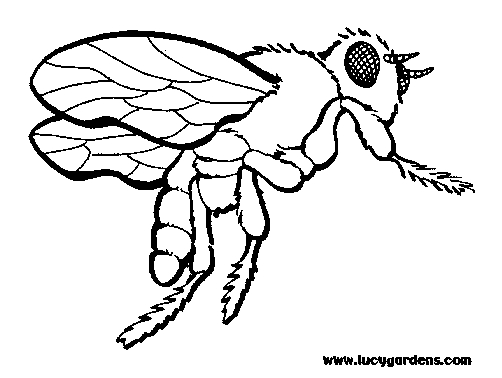 Coloriage d'une abeille en plein vol avec des fleurs