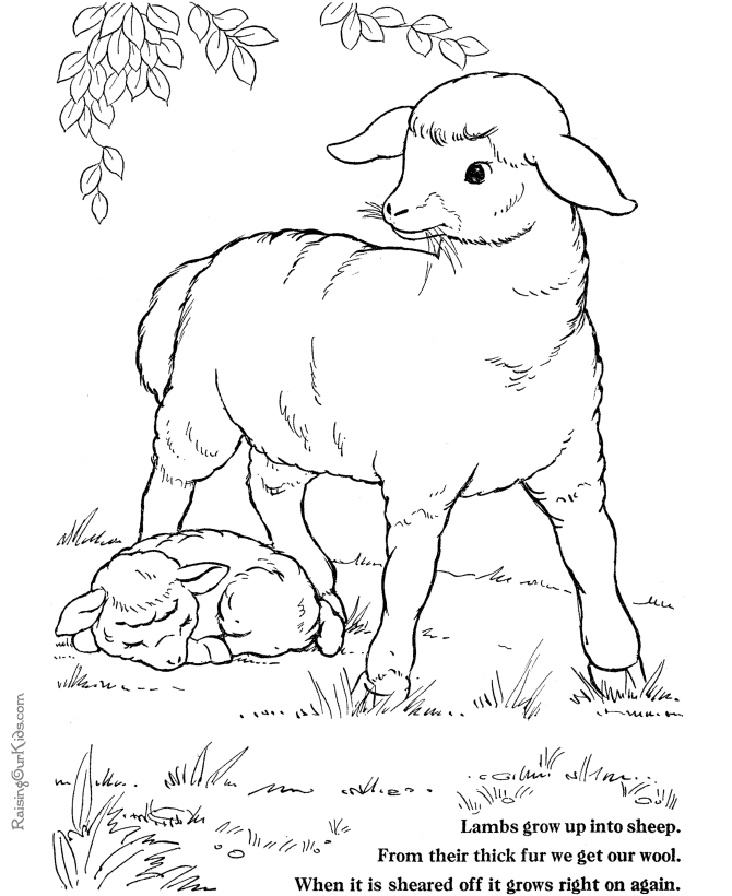 Agneau mignon dans un champ fleuri