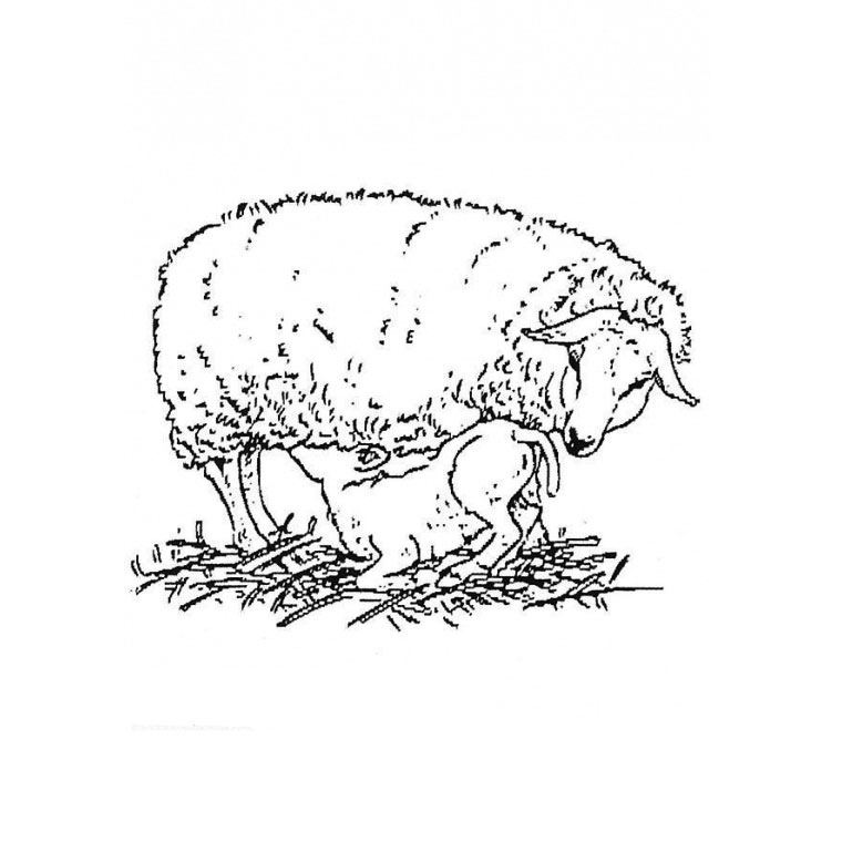 Un agneau paisible dans un champ verdoyant