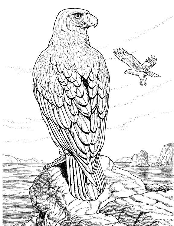 Aigle majestueux en vol au-dessus d'un paysage naturel