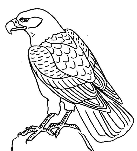 Aigle majestueux en vol au-dessus des montagnes