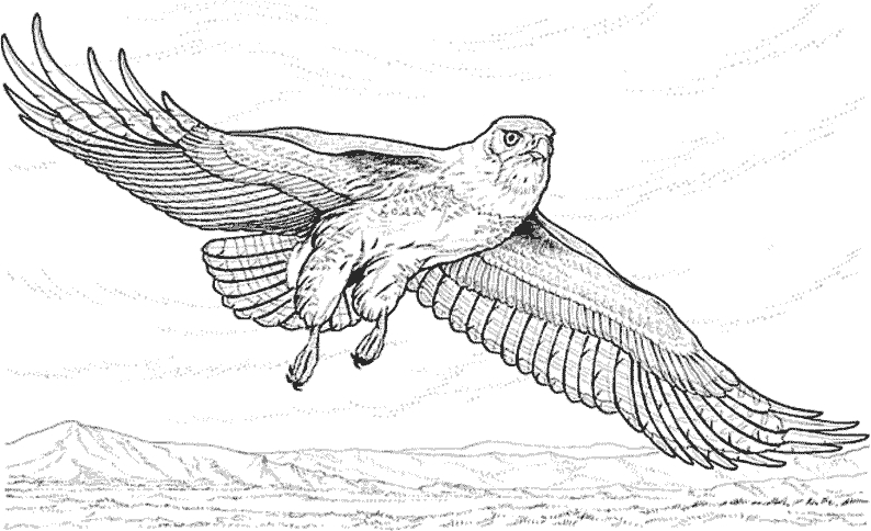 Coloriage d'un aigle en vol sur fond de paysages naturels