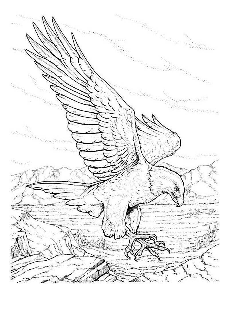 Coloriage d'un aigle majestueux en vol
