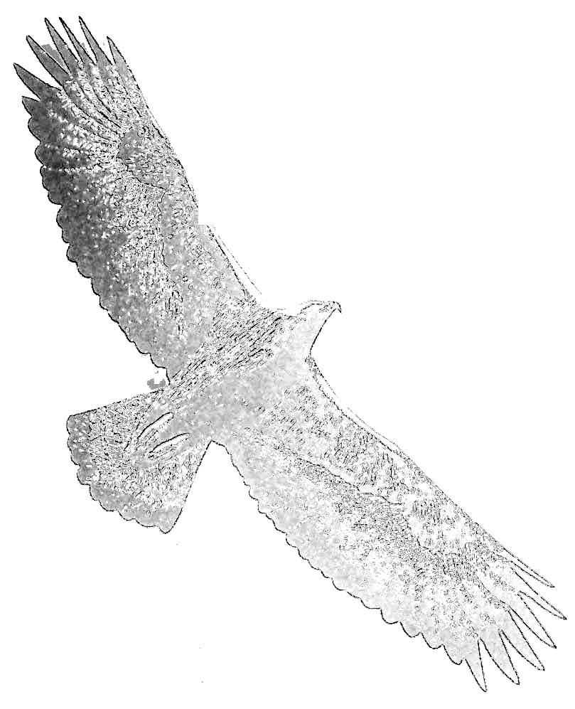 Coloriage d'un aigle en vol sur fond de ciel