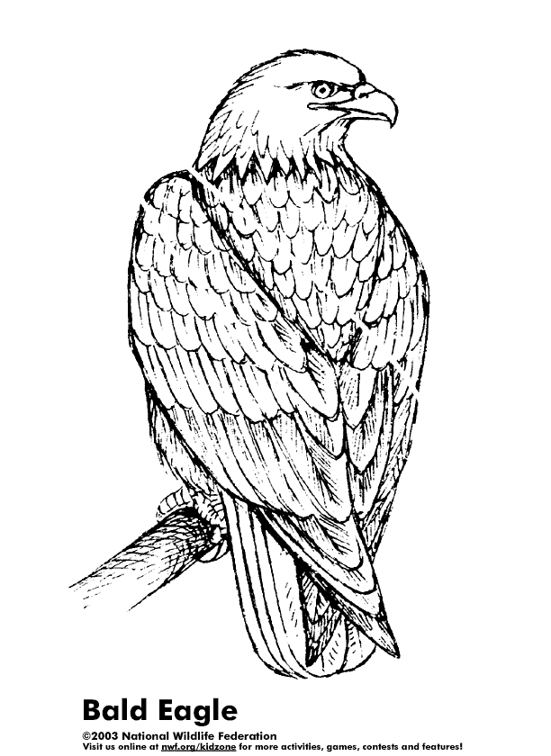 Un aigle majestueux survolant un paysage naturel