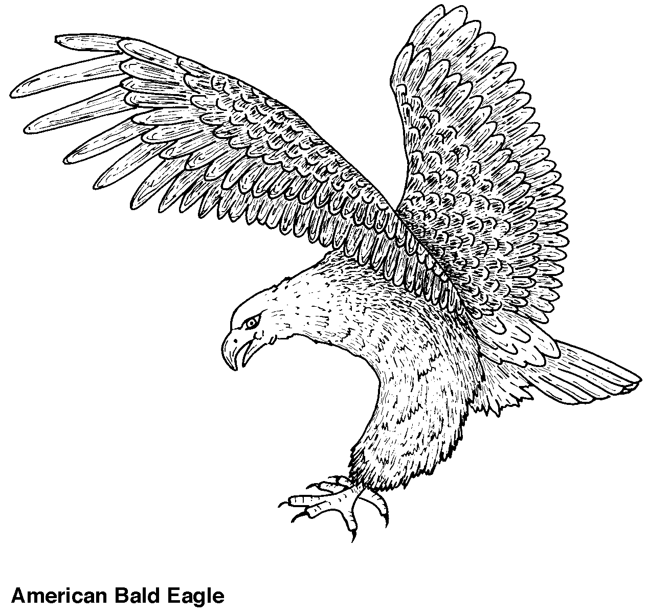 Coloriage d'un aigle en plein vol au-dessus d'un paysage montagneux