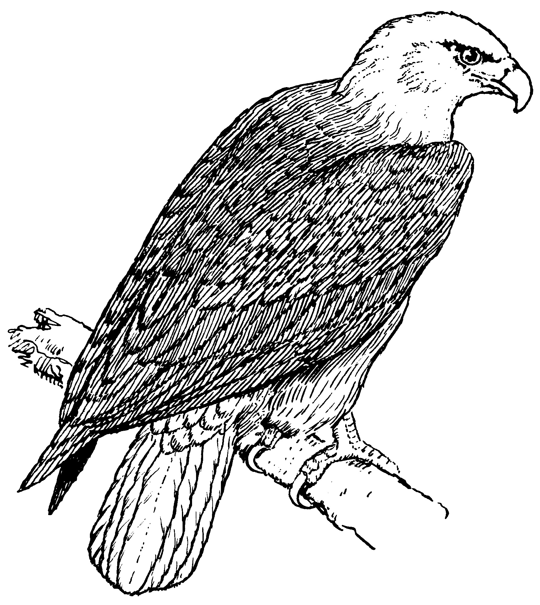 Coloriage d'un aigle en plein vol sur fond de ciel
