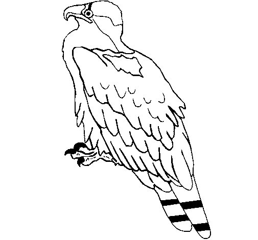 Coloriage d'un aigle en plein vol sur fond naturel