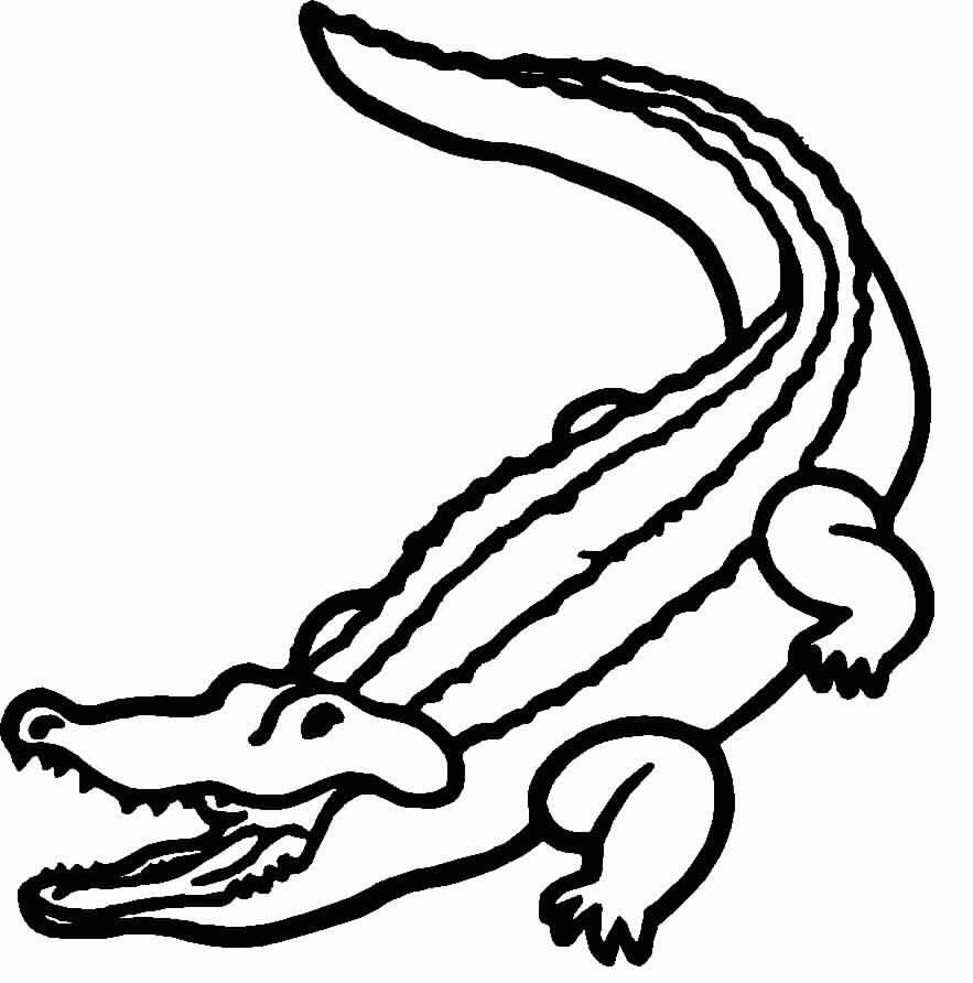 Un alligator se prélassant paisiblement au bord d'un marais
