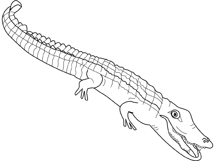 Coloriage d'un alligator nageant dans un environnement aquatique