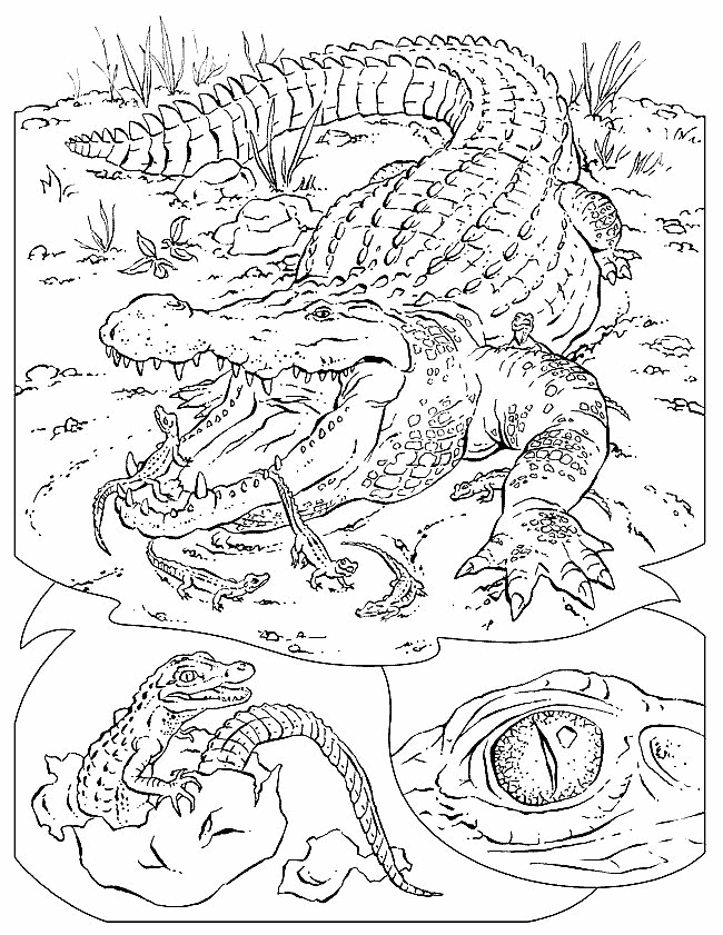 Un alligator au bord d'un marais, prêt à être colorié