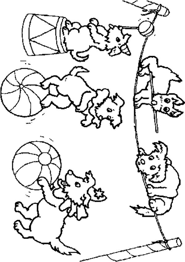 Coloriage d'animaux de cirque en pleine action sous un chapiteau