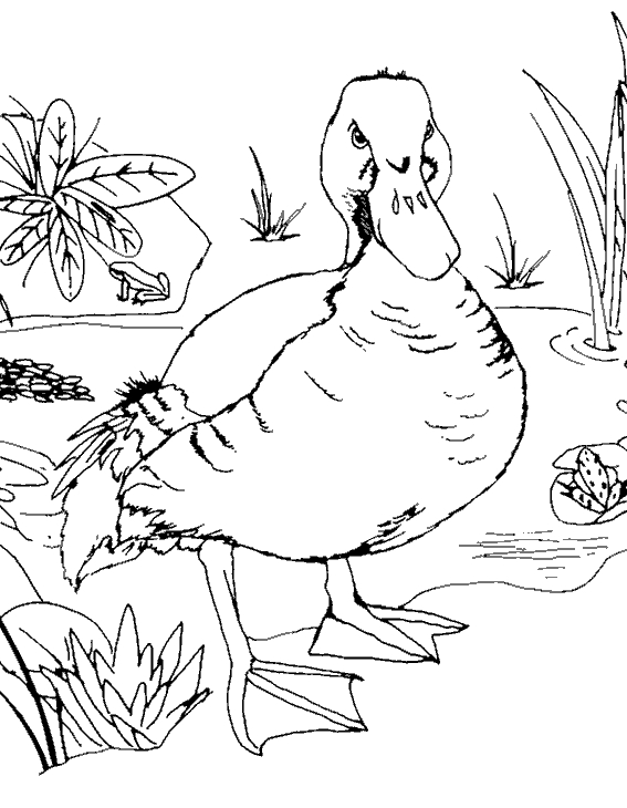 Scène de coloriage d'animaux de la ferme dans un champ verdoyant