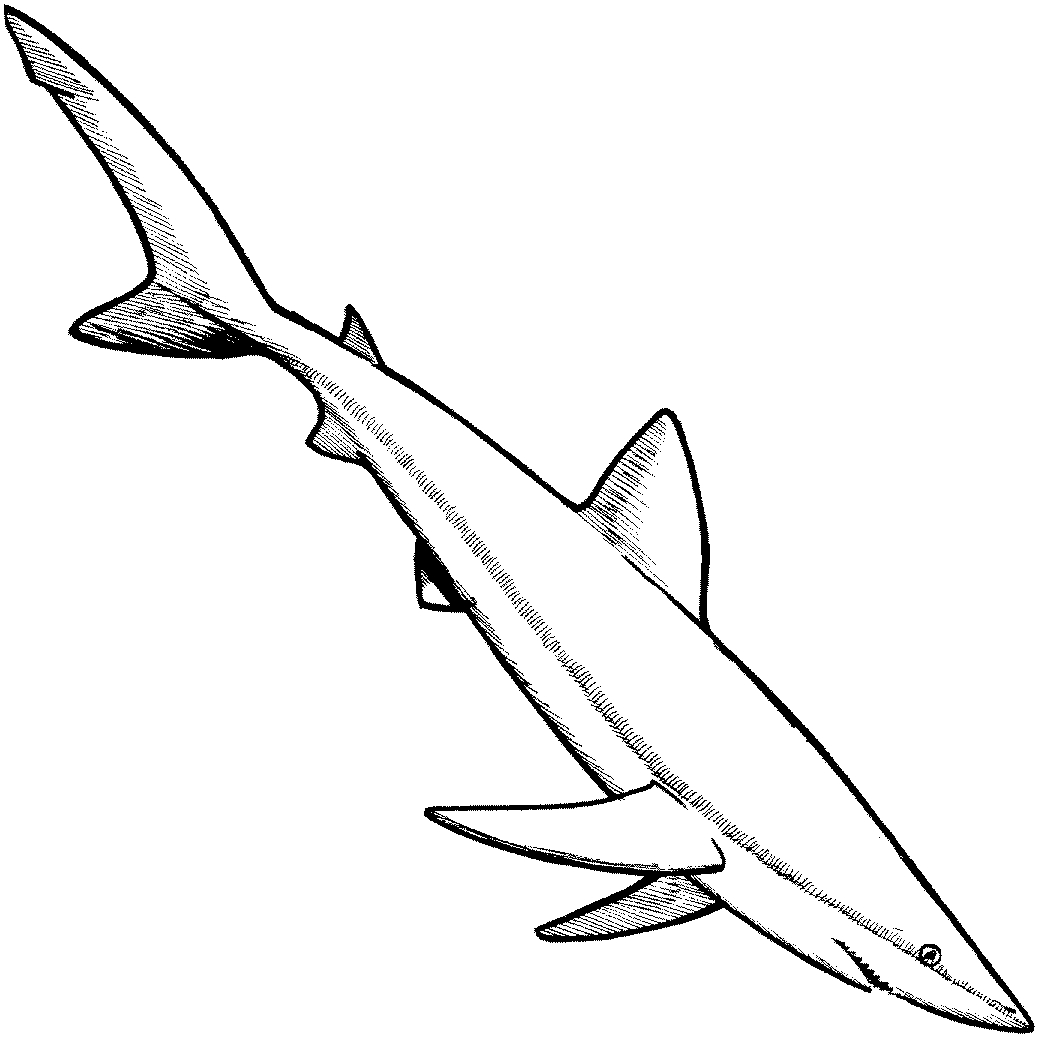 Coloriage d'animaux marins évoluant dans un décor sous-marin