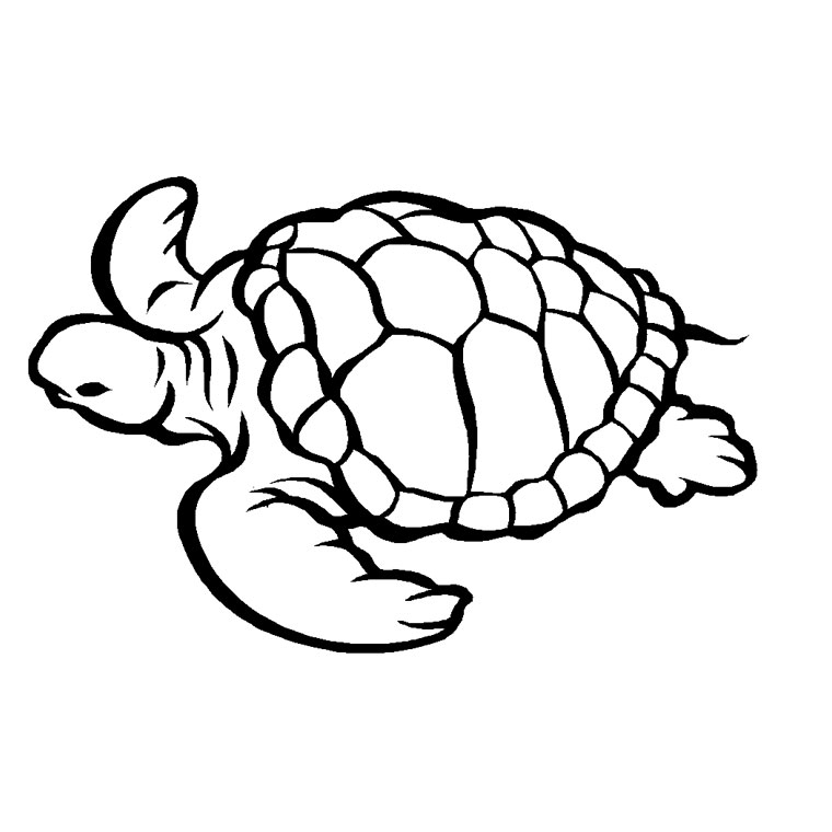 Coloriage d'animaux marins évoluant dans un environnement océanique