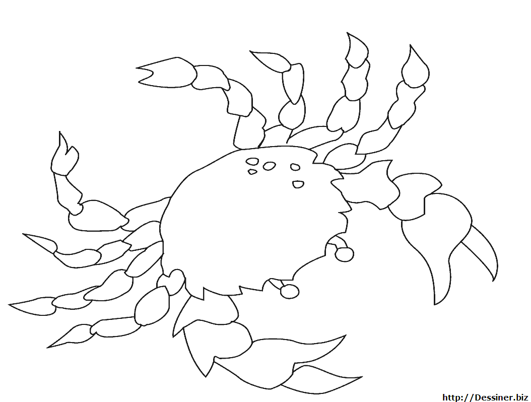 Coloriage d'animaux marins évoluant dans un décor aquatique