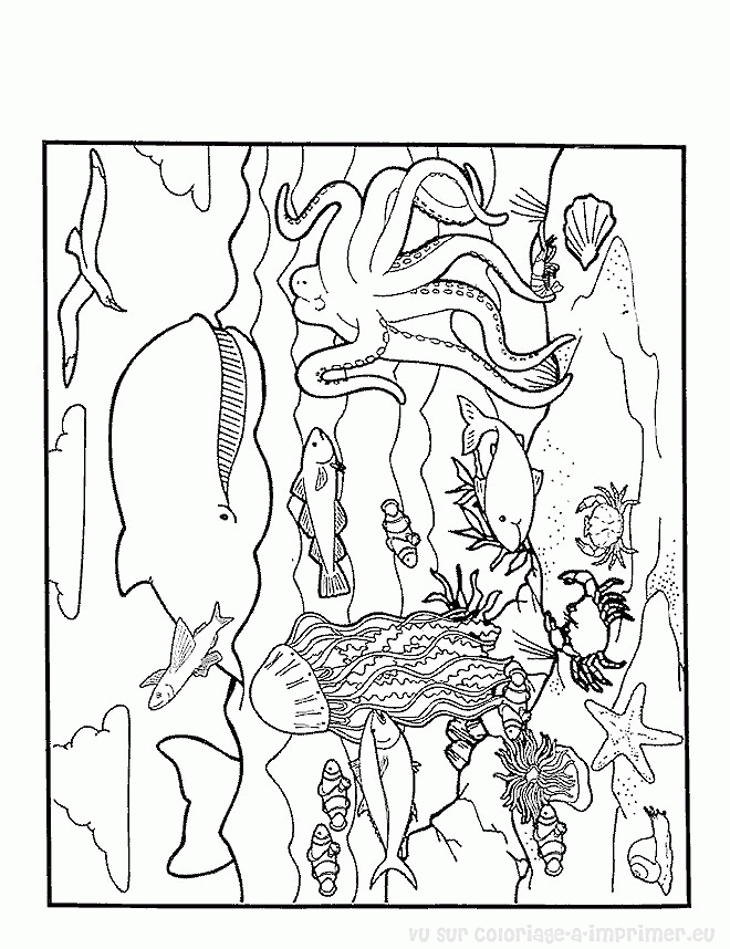 Coloriage d'animaux marins évoluant dans un décor sous-marin