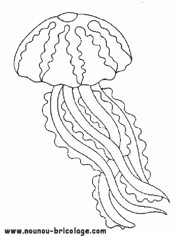 Coloriage d'un groupe d'animaux marins explorant les fonds marins