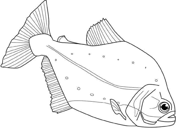 Coloriage d'animaux marins évoluant dans un océan paisible