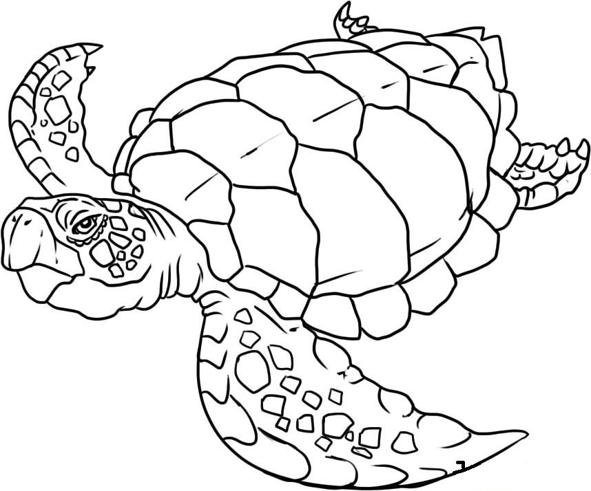 Coloriage d'animaux marins évoluant dans un environnement sous-marin