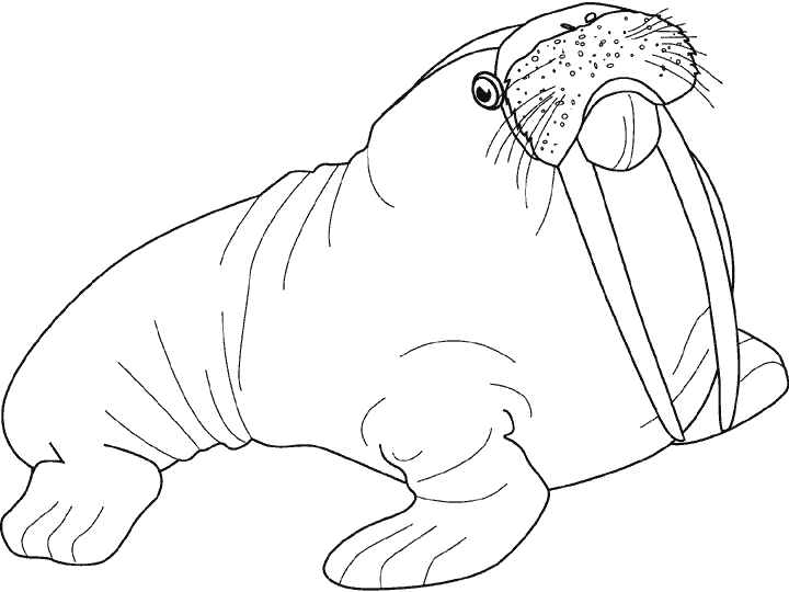 Animaux marins évoluant dans un fond océanique