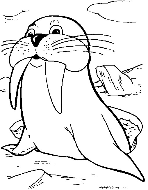Coloriage d'animaux marins évoluant dans leur habitat naturel