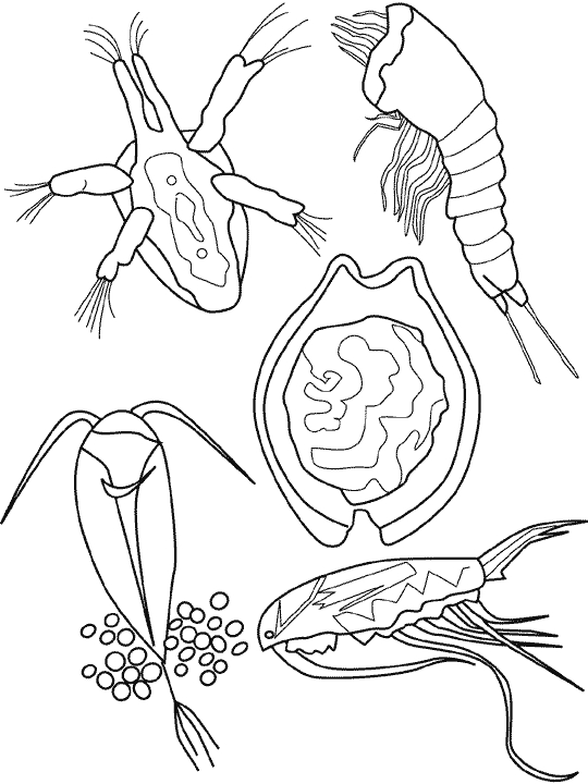 Coloriage d'animaux marins évoluant dans un océan vibrant