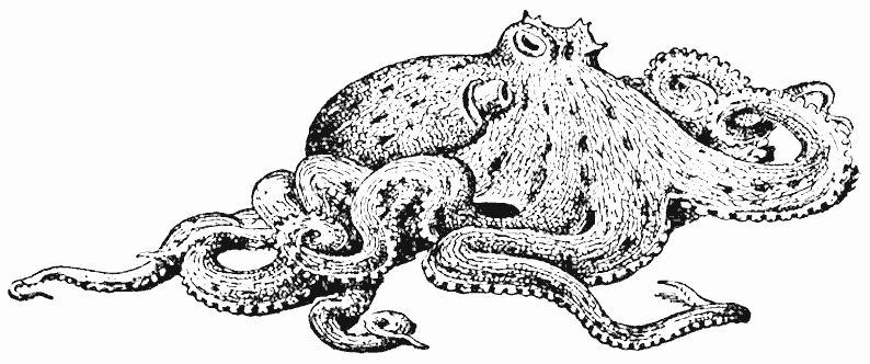 Scène de vie sous-marine avec un poisson et une étoile de mer