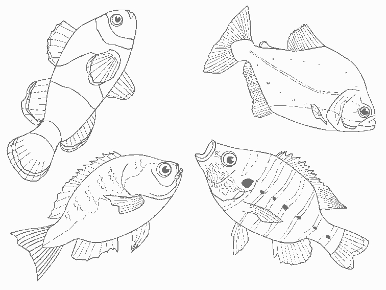 Coloriage d'animaux marins évoluant dans un paysage sous-marin