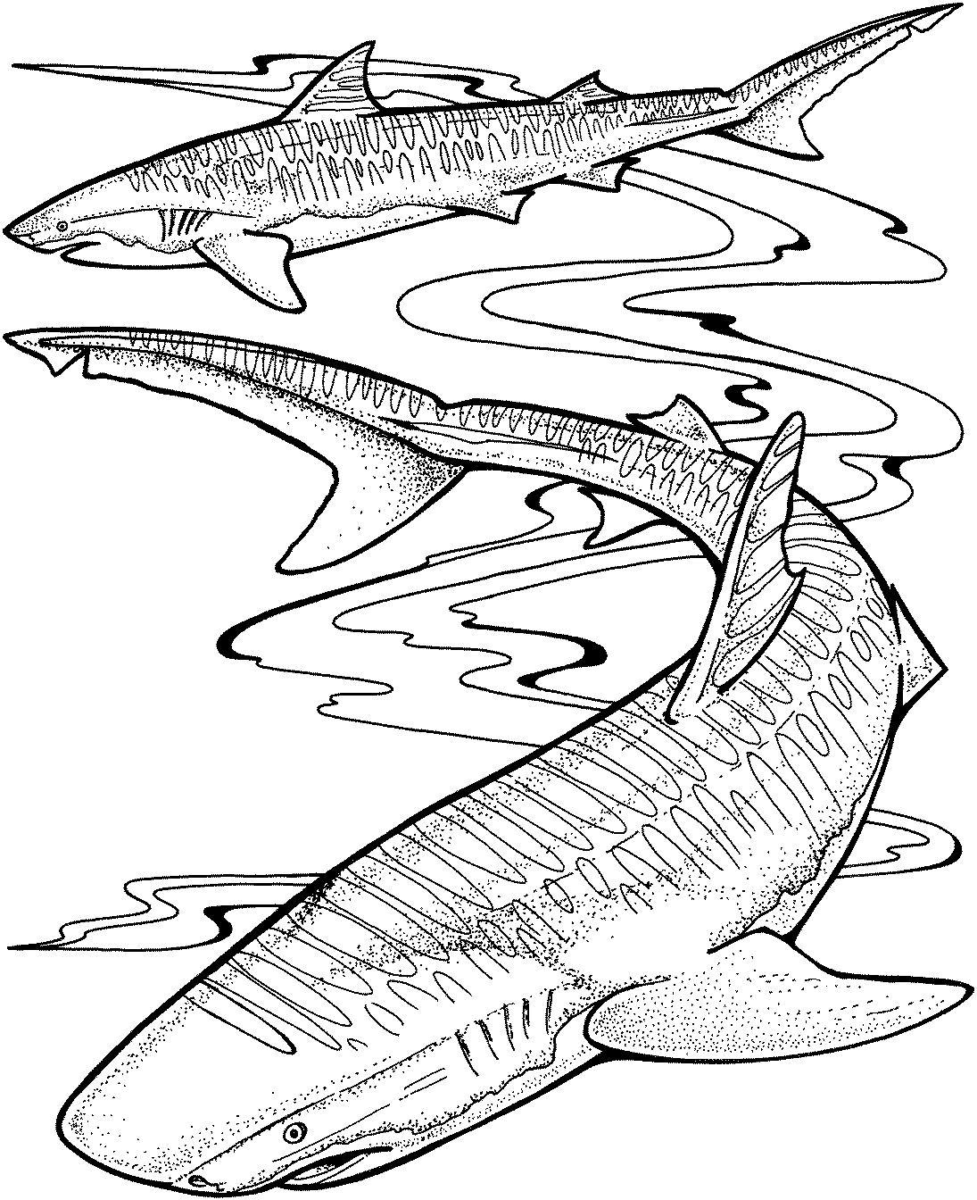 Coloriage d'animaux marins évoluant dans un environnement océanique