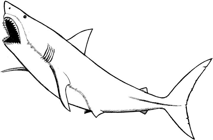 Coloriage d'animaux marins évoluant dans un océan vibrant