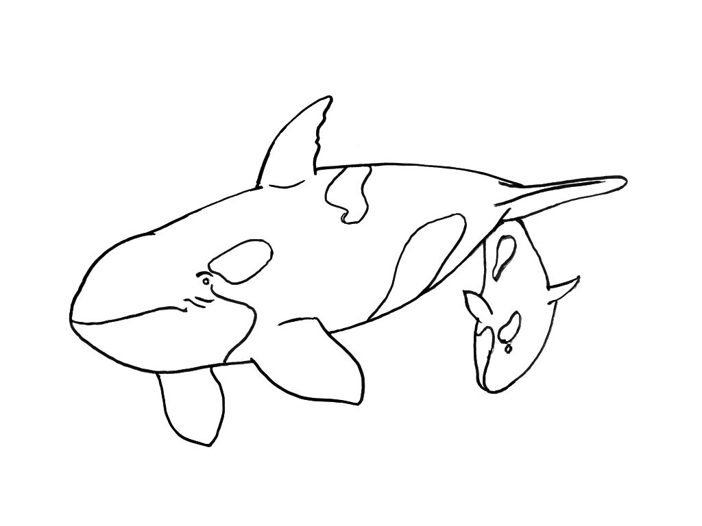 Coloriage d'animaux marins évoluant dans un décor sous-marin
