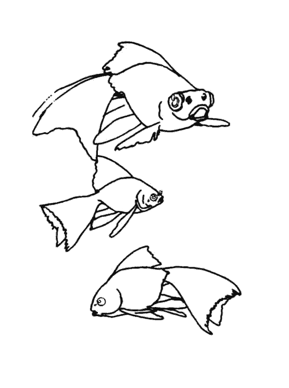 Coloriage d'animaux marins dans leur habitat naturel