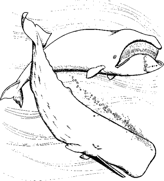 Scène sous-marine avec des animaux marins en pleine exploration