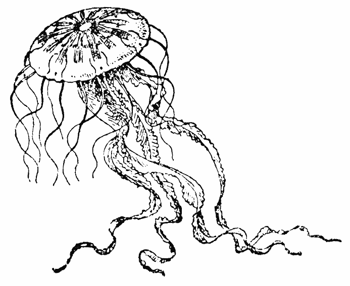 Coloriage d'animaux marins évoluant dans un fond aquatique
