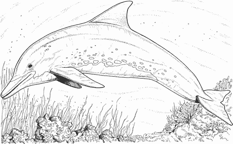 Coloriage d'animaux marins dans un environnement océanique
