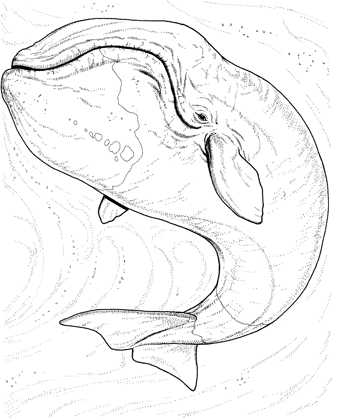 Coloriage d'animaux marins évoluant dans un paysage sous-marin