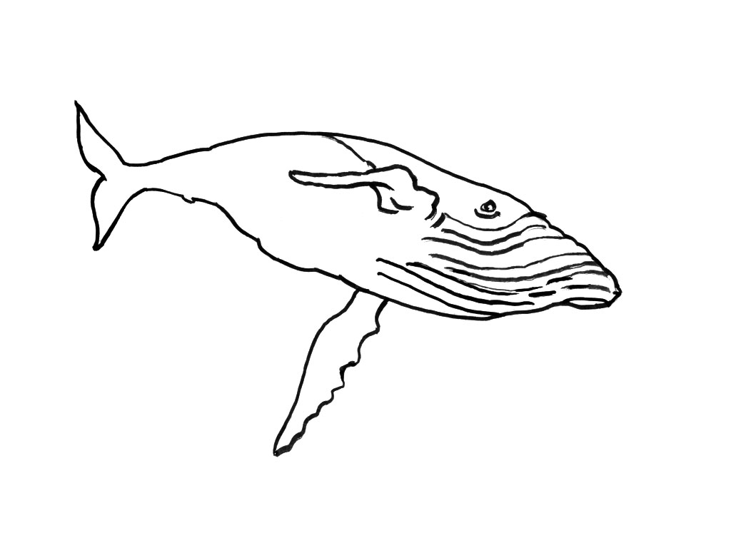 Coloriage d'animaux marins dans un décor aquatique