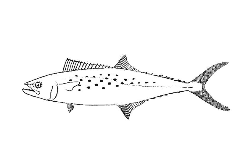 Coloriage d'animaux marins évoluant dans un décor aquatique