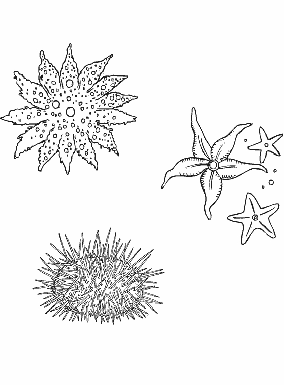 Coloriage d'animaux marins évoluant dans leur habitat naturel