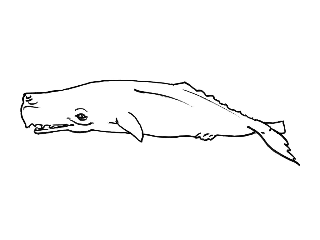 Coloriage d'animaux marins évoluant dans un sous-marin