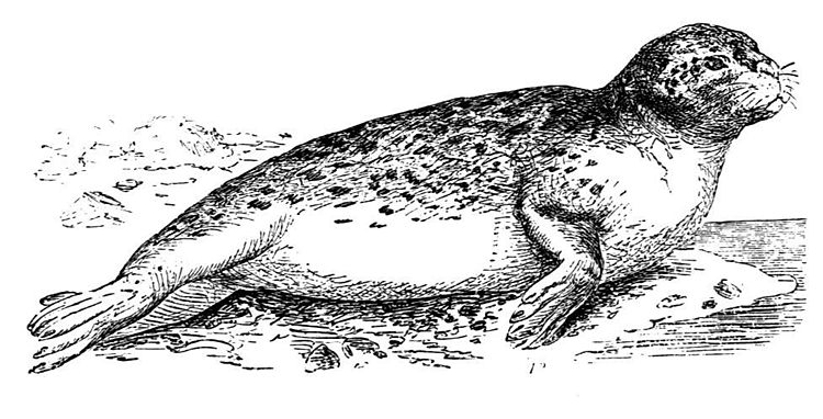 Animaux marins évoluant dans un monde sous-marin vibrant