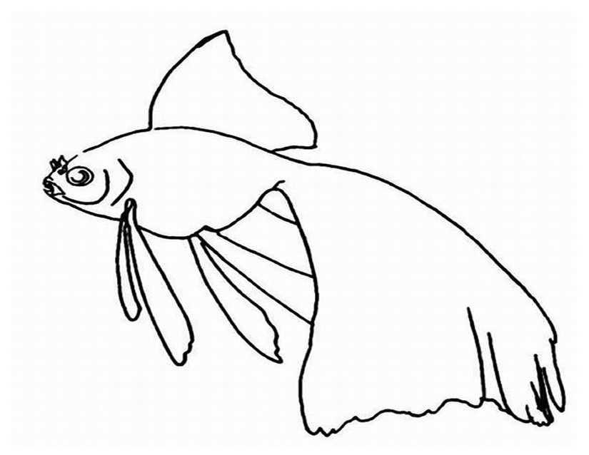 Coloriage d'animaux marins évoluant dans un univers aquatique Coloriage d'animaux marins évoluant dans un univers aquatique