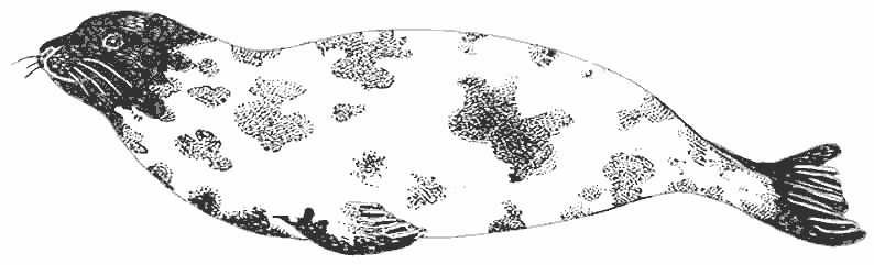 Coloriage d'animaux marins évoluant dans un décor sous-marin