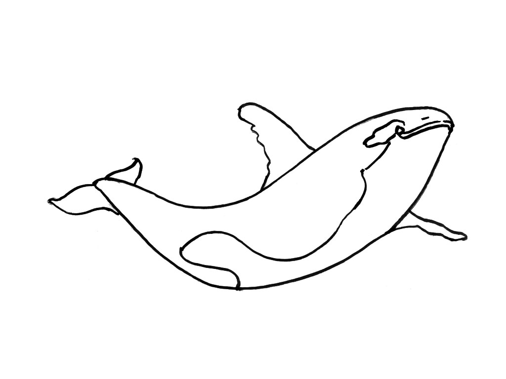 Coloriage d'animaux marins dans un environnement sous-marin