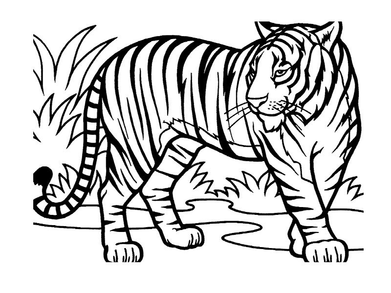 Animaux sauvages de la jungle en pleine exploration
