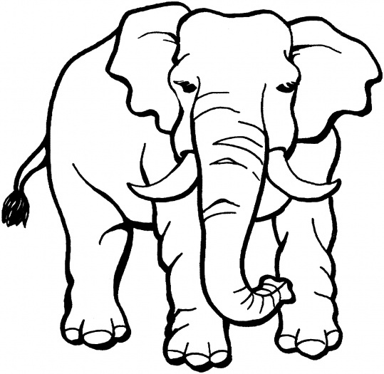 Coloriage d'animaux sauvages de la jungle en pleine activité